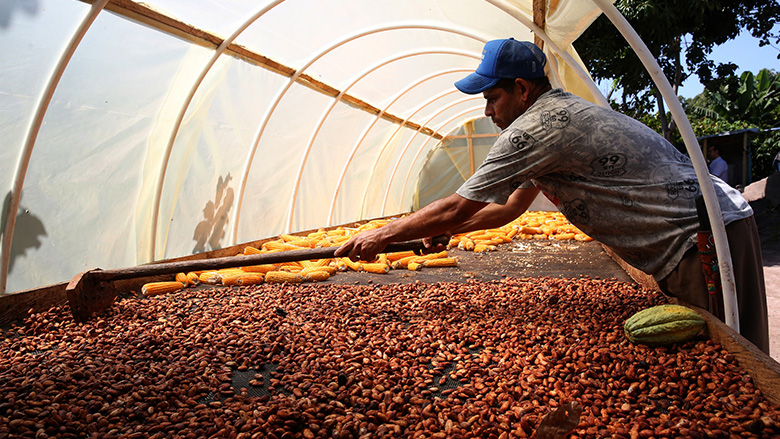 cocoa farmer drying cocoa beans- Rohnvest: value chain